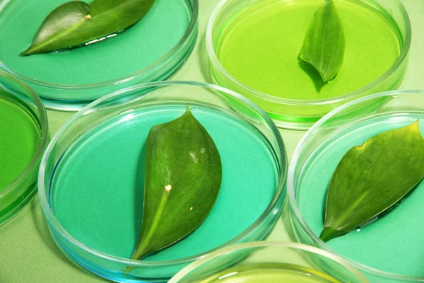 Hojas modificadas genéticamente ensayadas en placas de Petri, sobre fondo verde — Foto de Stock