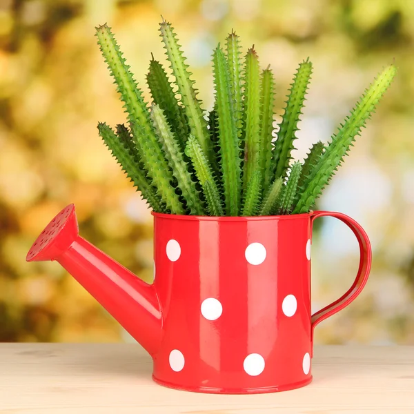 Cactus in watering can on bright background — Stock Photo, Image