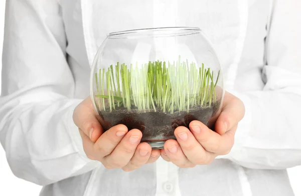 Manos sosteniendo jarrón de vidrio con hierba en crecimiento —  Fotos de Stock
