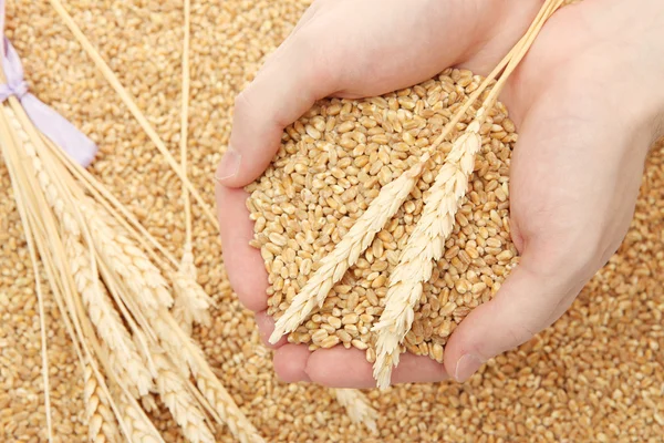 Manos de hombre con grano, sobre fondo de trigo — Foto de Stock