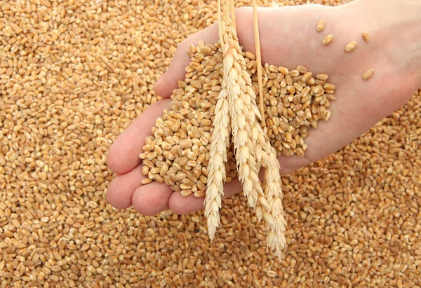 Man hand with grain, on wheat background — Stock Photo, Image