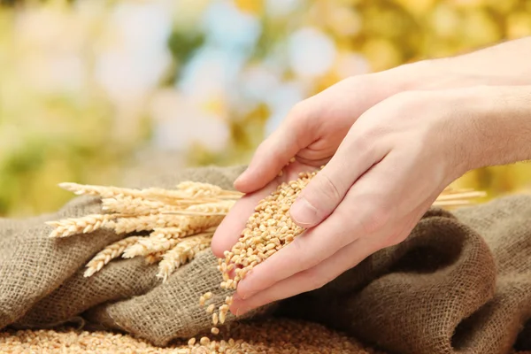 Man hands with grain, on green background — Stock Photo, Image