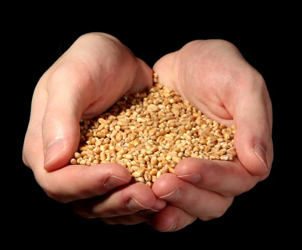 Man hands with grain, on black background — Stock Photo, Image