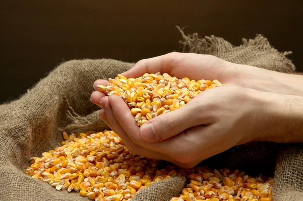Männerhände mit Getreide, auf braunem Mais-Hintergrund — Stockfoto