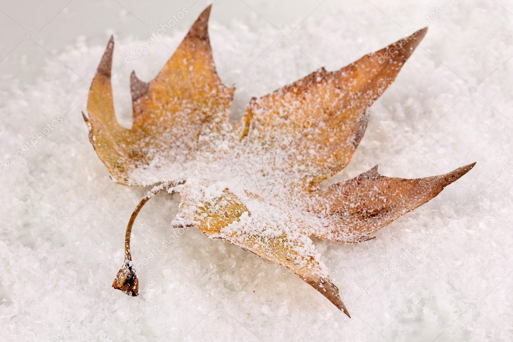 fallen leaf on snow