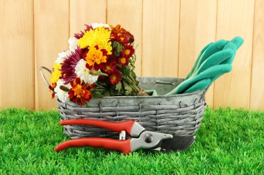 çiçek sepeti çit arka plan ile secateurs