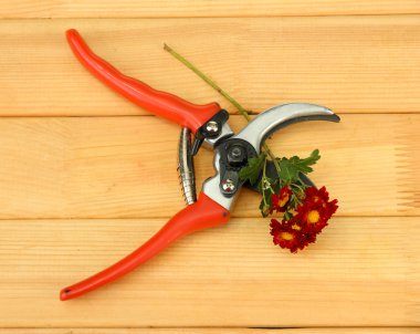 secateurs ahşap zemin çiçek