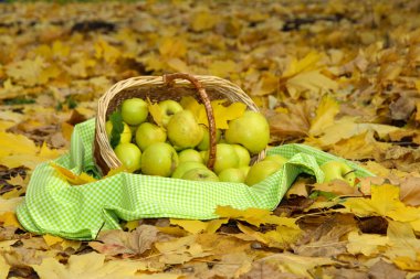 Bahçe sonbahar yaprakları üzerinde olgunlaşmış taze elma sepeti