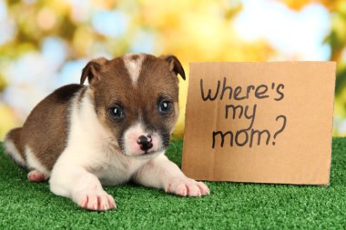 terkedilmiş köpek yavrusu ev doğal backgraund üzerinde yeşil çimenlerin üzerinde aranıyor.