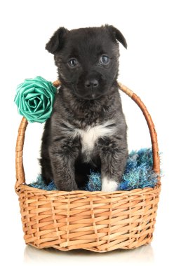 Sepette Beyaz izole şirin köpek yavrusu