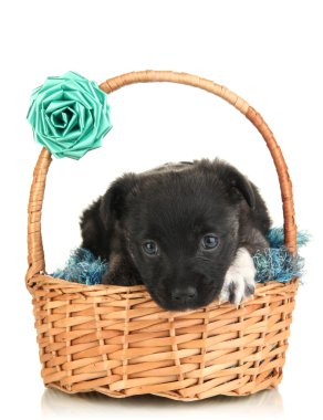 Sepette Beyaz izole şirin köpek yavrusu