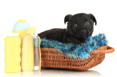 Sepette Beyaz izole şirin köpek yavrusu