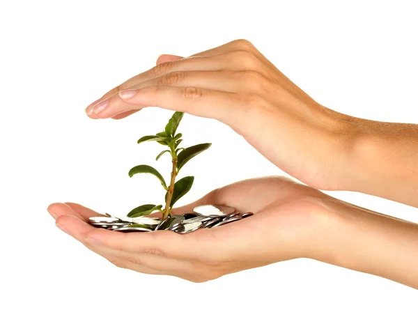 Kvinnans händer håller ett pengar träd på vit bakgrund närbild — Stockfoto