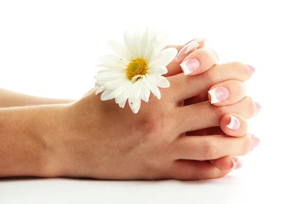 Beautiful woman hands with camomile, isolated on white — Stock Photo, Image