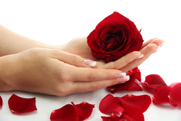 Mãos de mulher bonita com rosa, isolado em branco — Fotografia de Stock