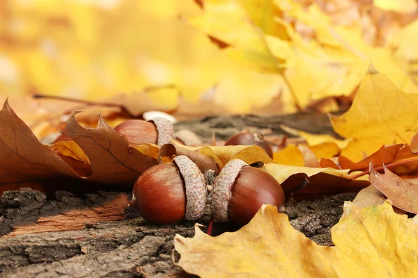 Braune Eicheln auf Herbstblättern, Nahaufnahme — Stockfoto