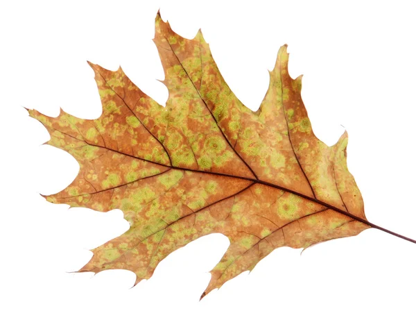Folha de outono brilhante, isolado em branco — Fotografia de Stock