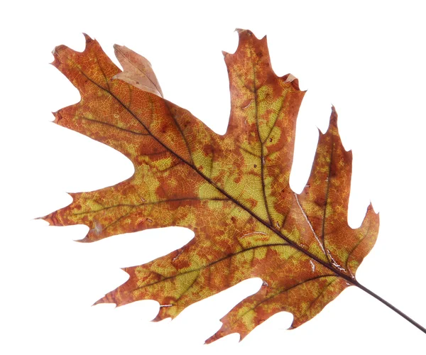 Helles Herbstblatt, isoliert auf weiß — Stockfoto