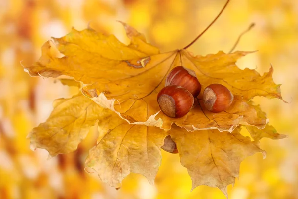 Hojas de otoño sobre fondo brillante, macro primer plano — Foto de Stock