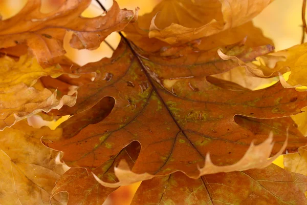 Autumnal leaves on bright background, macro close up — Stock Photo, Image