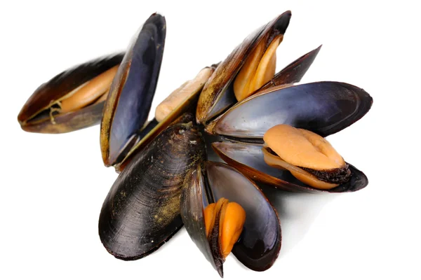 Mejillones con cáscara aislados en blanco — Foto de Stock