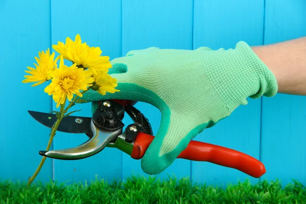 Tijeras de podar con flores sobre fondo de valla —  Fotos de Stock