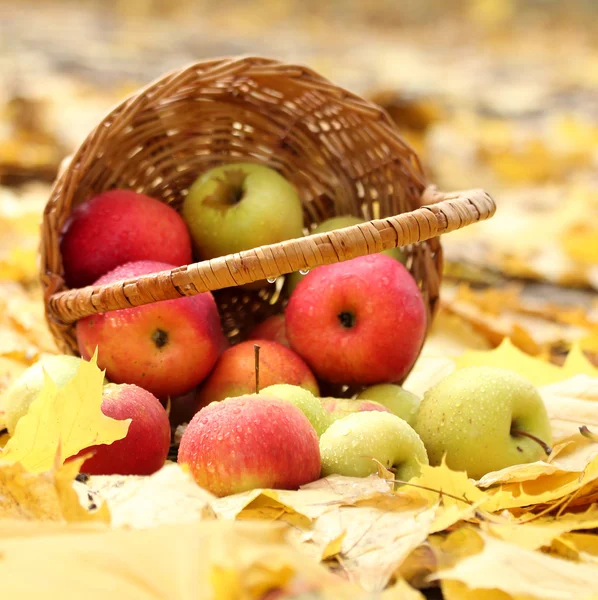 Cesta de manzanas frescas maduras en el jardín en hojas de otoño — Foto de Stock