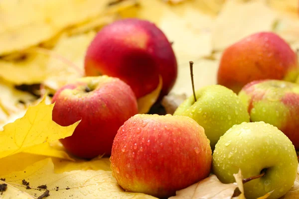 新鲜成熟的苹果在秋天的叶子上的花园 — 图库照片
