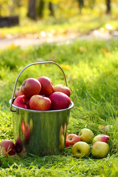 Pail 新鲜成熟的苹果在绿色草地上的花园 — 图库照片