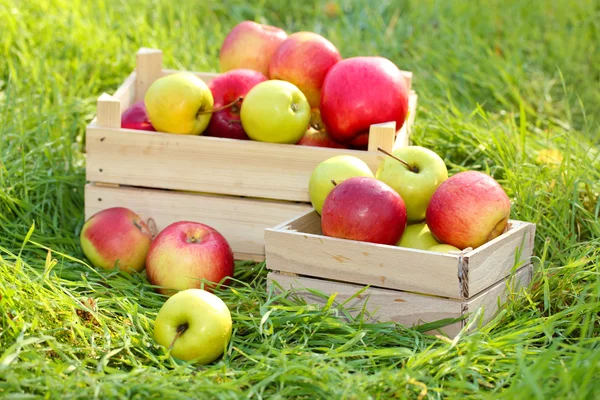 Cajas de manzanas frescas maduras en el jardín sobre hierba verde —  Fotos de Stock