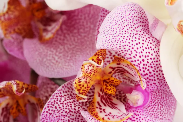 Belas orquídeas, close-up — Fotografia de Stock