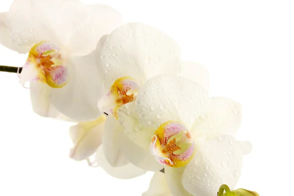 Mooie orchid, geïsoleerd op wit — Stockfoto