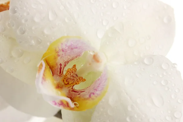 Hermosa orquídea con gotas, primer plano —  Fotos de Stock