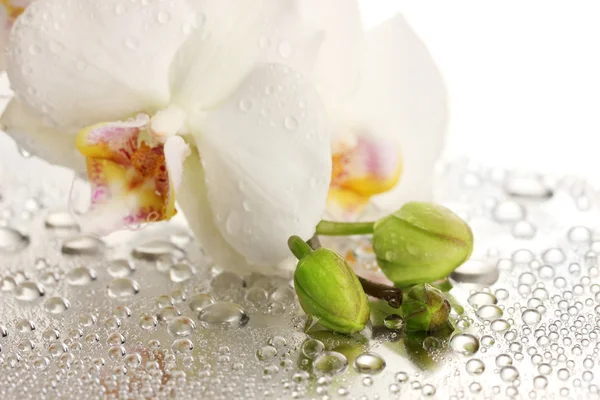 Weiße schöne Orchidee mit Tropfen — Stockfoto