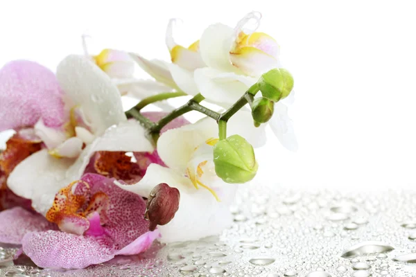 Rosa und weiße schöne Orchideen mit Tropfen — Stockfoto