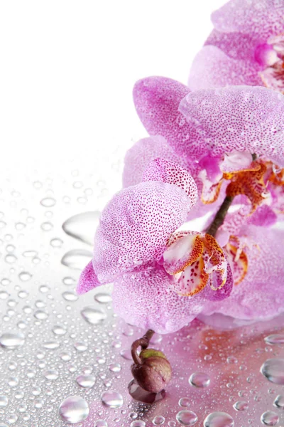 Belles orchidées roses avec des gouttes — Photo