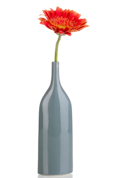 Bela gerbera em vaso isolado em branco — Fotografia de Stock