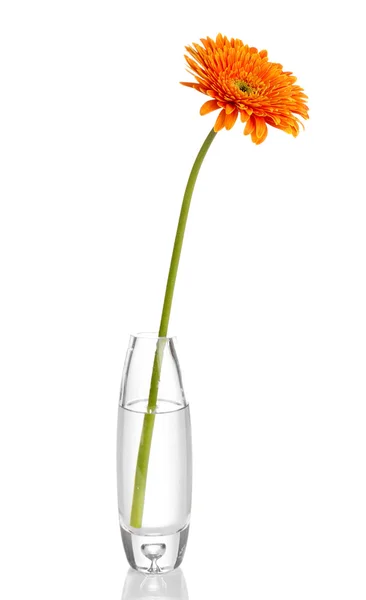 Bela gerbera em vaso isolado em branco — Fotografia de Stock