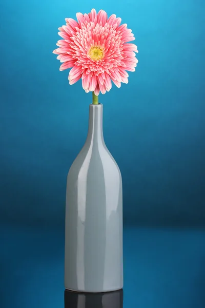 Beautiful gerbera in vase on blue background — Stock Photo, Image