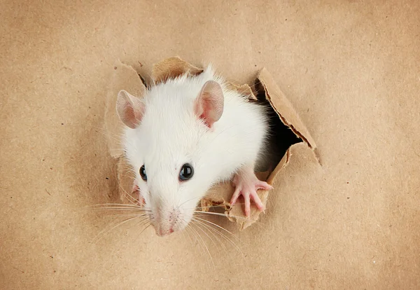 Roliga lilla råtta på papper bakgrund — Stockfoto