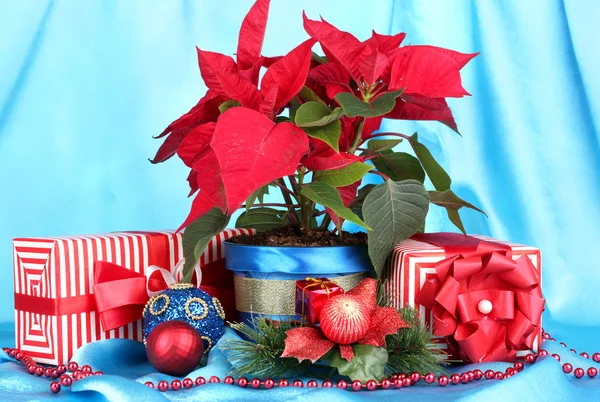 Hermosa poinsettia con bolas de Navidad y regalos sobre fondo de tela azul — Foto de Stock