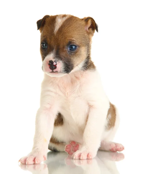 Bonito filhote de cachorro isolado no branco — Fotografia de Stock