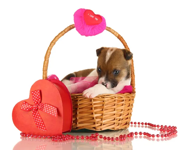 Beautiful little puppy in basket isolated on white — Stock Photo, Image
