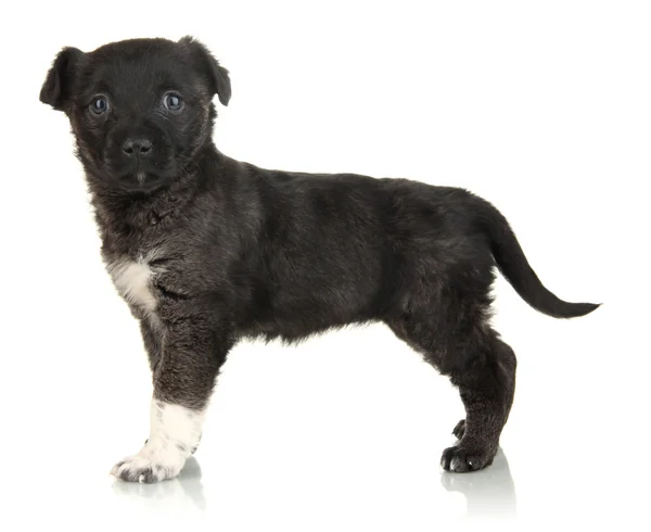 Lindo cachorro aislado en blanco — Foto de Stock