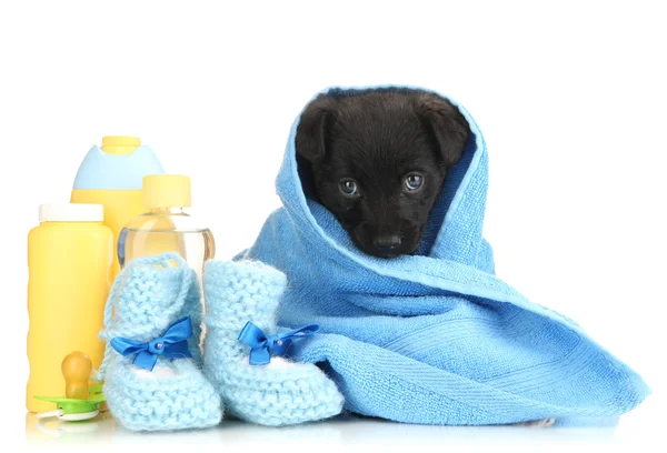 Mavi havlu üzerinde beyaz izole içinde şirin köpek yavrusu — Stok fotoğraf