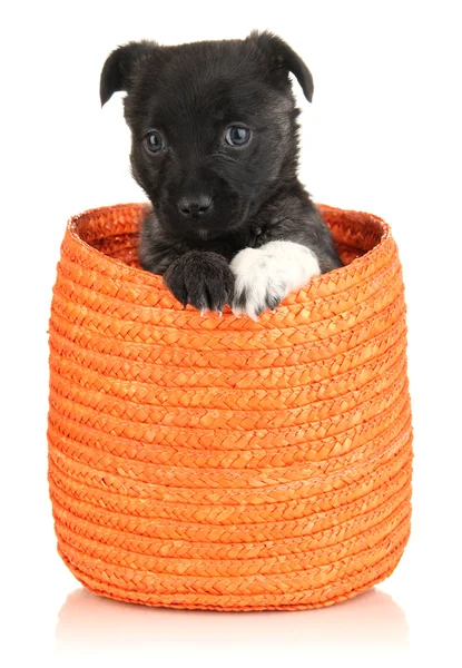 Cute puppy in basket isolated on white Stock Image