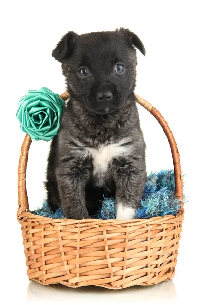 Cute puppy in basket isolated on white Royalty Free Stock Photos