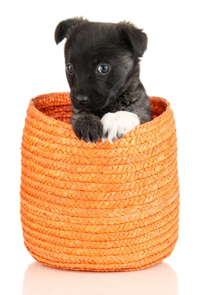 Cute puppy in basket isolated on white Stock Picture
