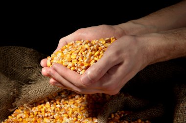 man hands with grain, on yellow corn background