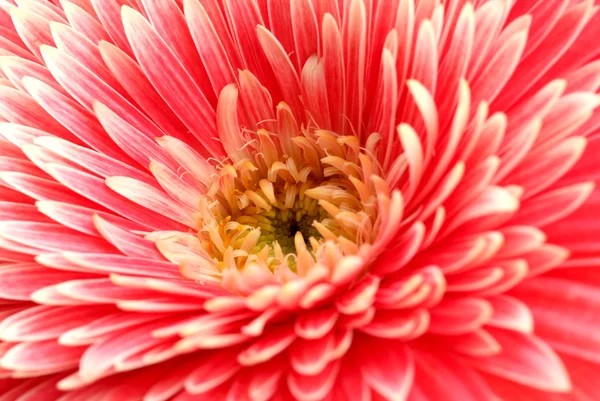 Schöne Gerbera-Blume, aus nächster Nähe — Stockfoto